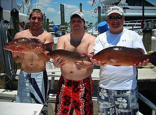 Black Snappers on Top of the water off orange beach