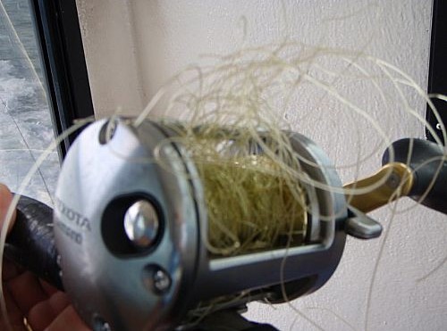 Worlds Worst Backlash of a Shimano Tekota 600 reel