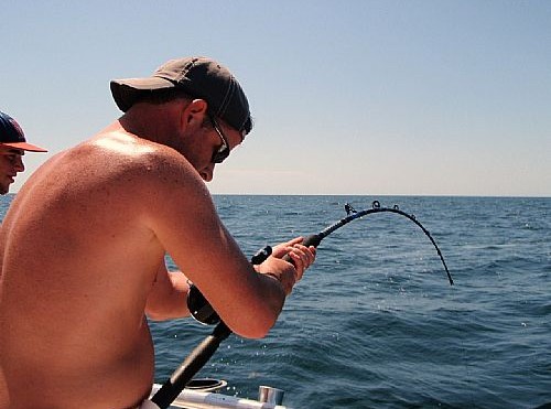 Shark Fight in Gulf Shores