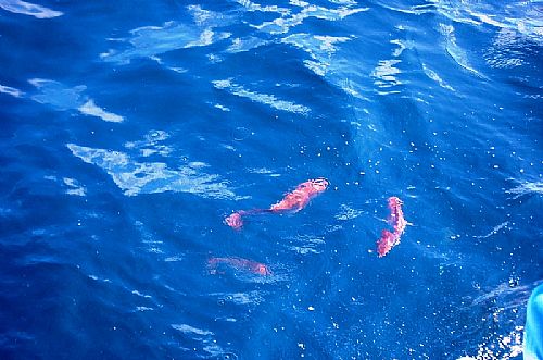 Orange Beach Deep Sea Fishing with Red Snapper on top