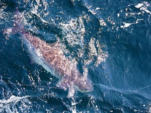 Cobia_Fishing_In_Orange_Beach_Alabama