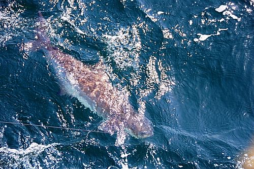 Cobia_Fishing_In_Orange_Beach_Alabama