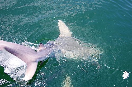 Shark_Fishing_Charters_in_Orange_Beach_May_2011
