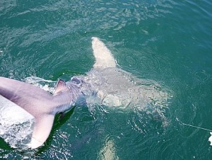 Shark_Fishing_Charters_in_Orange_Beach_May_2011