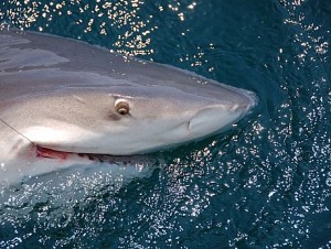 Orange_Beach_Shark_Fishing_Memorial_Day_2011