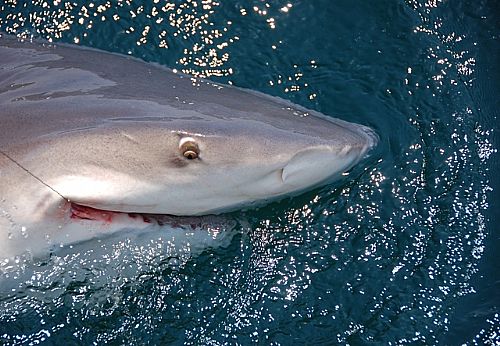 Orange_Beach_Shark_Fishing_Memorial_Day_2011