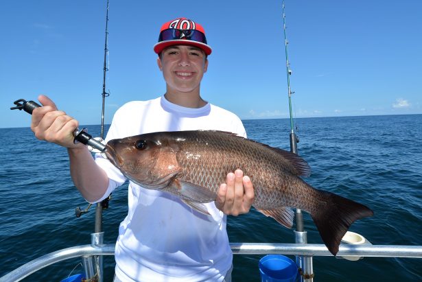 mangrove-snapper