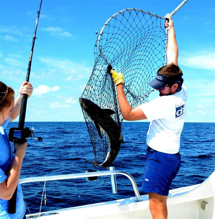 cobia fishing and releasing in orange beach