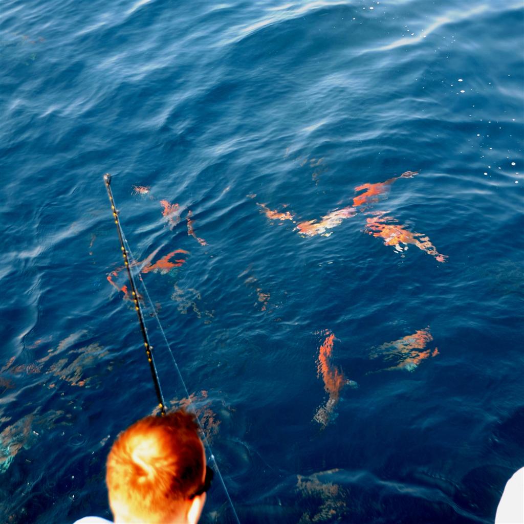 red snapper swimming on the surface in orange beach