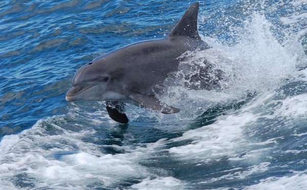 See Dolphins & Sea Turtles