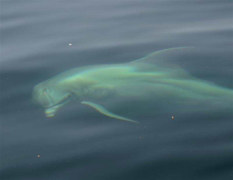 dolphin-looking-at-the-charter-boat