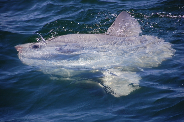 sunfish