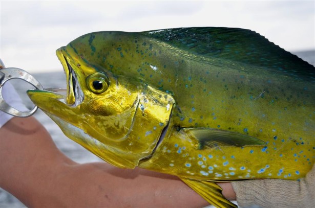 Catching beautiful mahi mahi