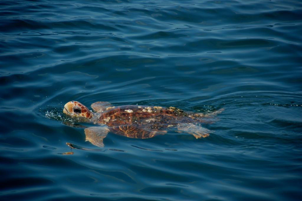 sea-turtle-orange-beach