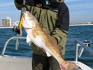 Bullreds and King Mackerel offer Fall Fishermen some action