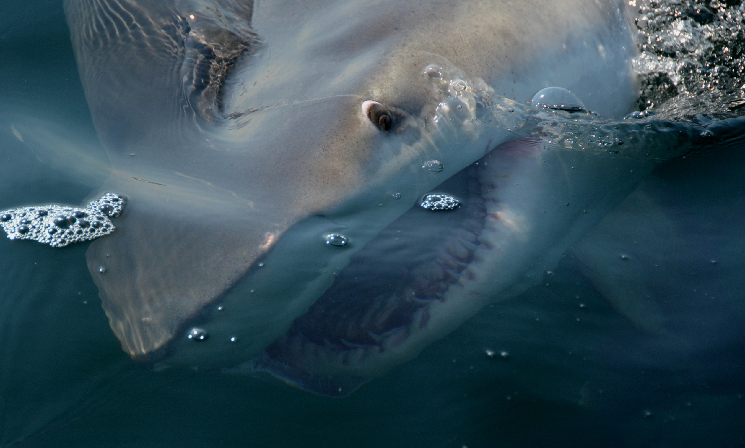 Shark fishing in Orange Beach Alabama is the highlight of any charter