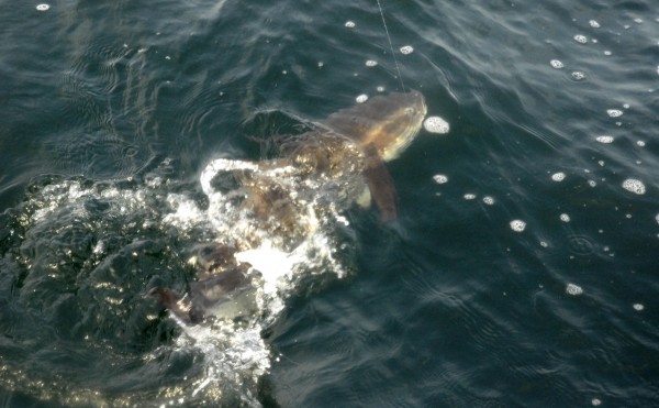 Get ready for the Cobia Migration