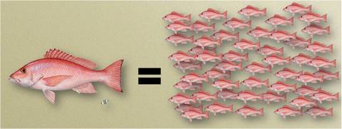 red snapper spawning