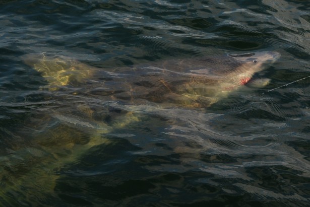 shark-fishing-orange-beach