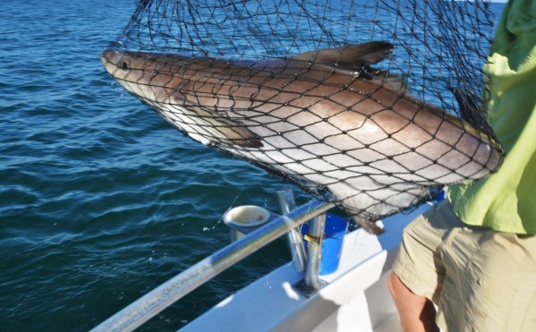 Using A Net Shows Respect For Fish