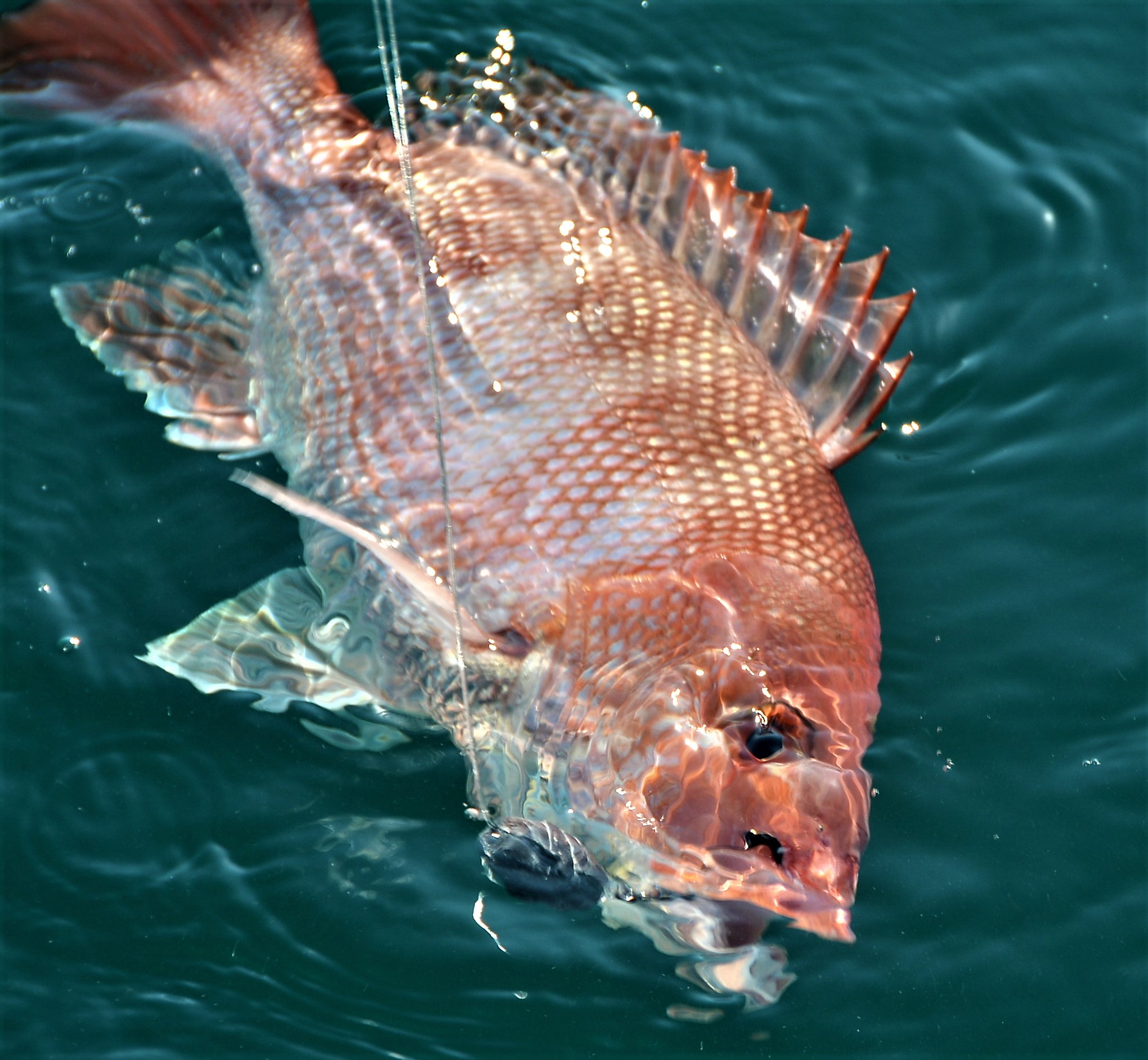 Using Barbless Circle Hooks While Deep Sea Fishing