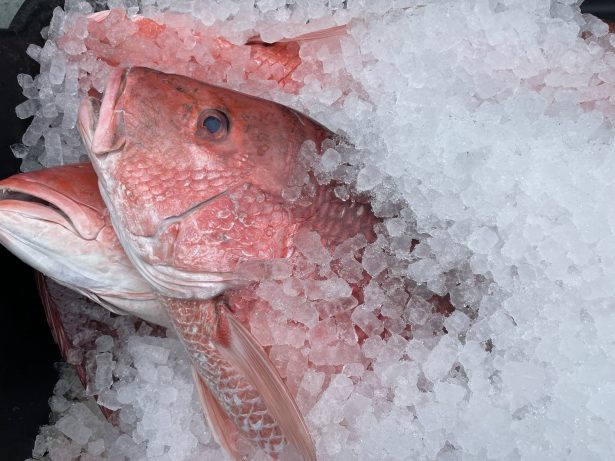 red snapper on ice